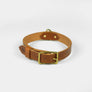 Brown dog collar