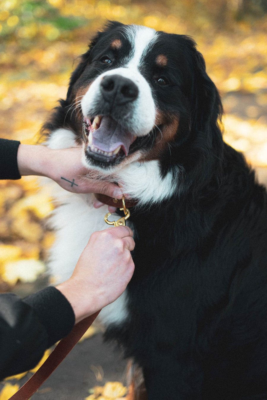 Brown dog collar